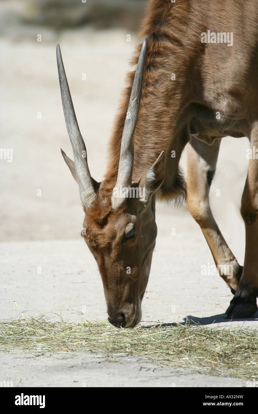 Gemeinsame Eland - Tragelaphus Oryx Stockfoto