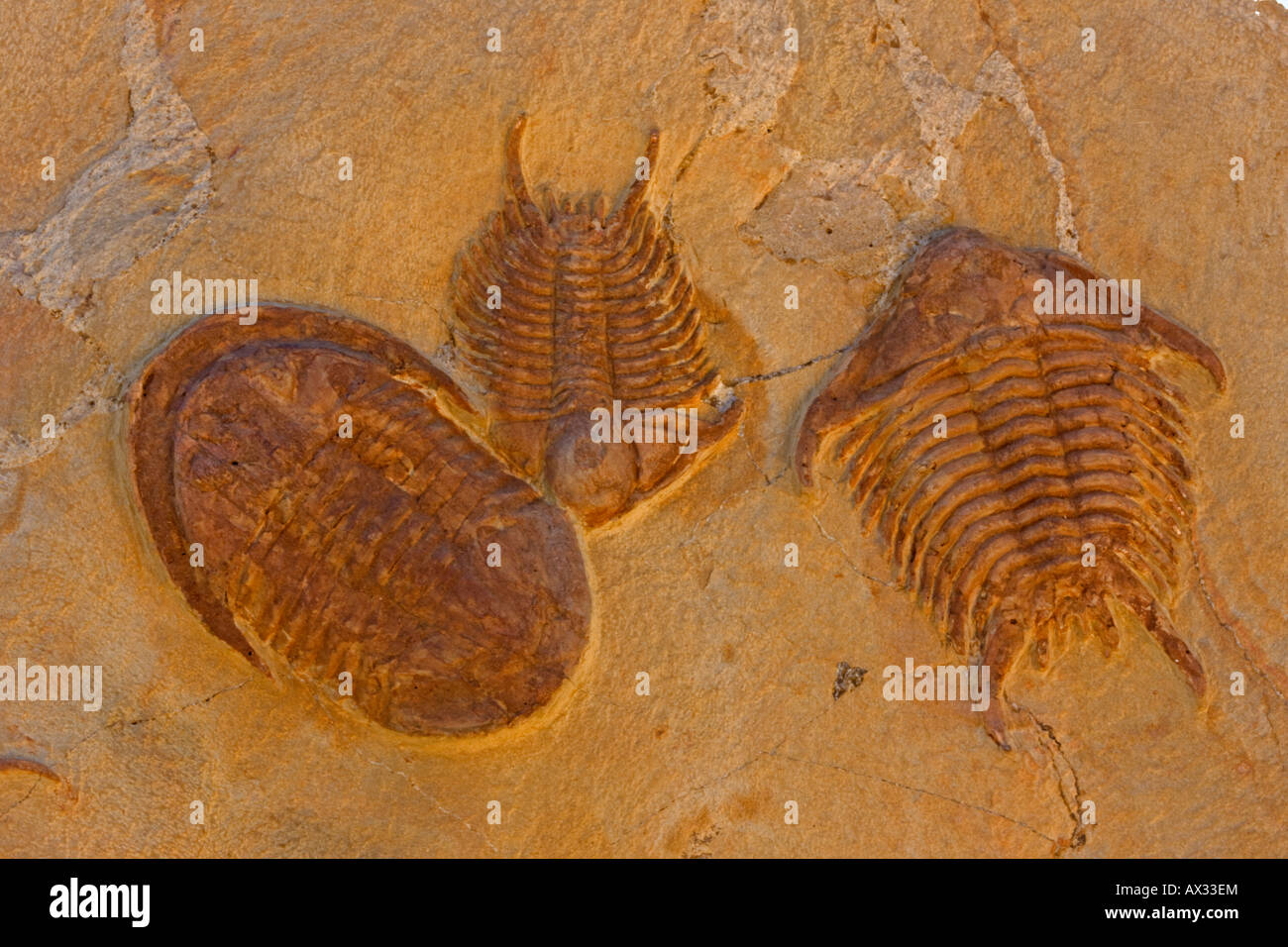 Fossilen Trilobiten - Zagoura Marokko - Cerurus-Ocekaspis (links) und Sumphururus Ytripocis (rechts) - Ordovizium Alter Stockfoto