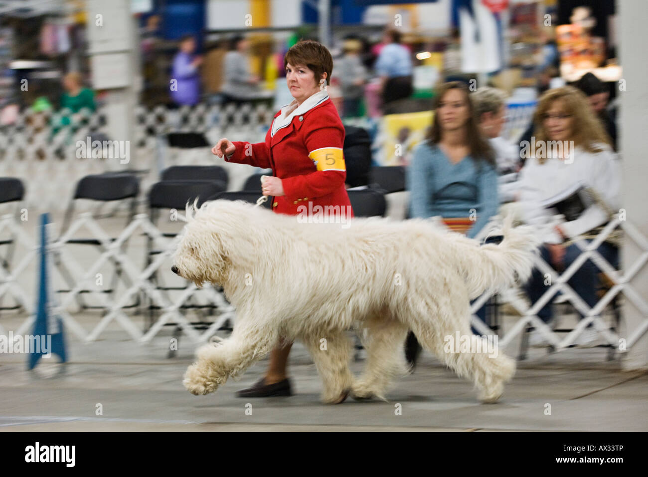 Schwenken Sie Aufnahme Frau Ausstellungsring ein Komondor Hund im Show-Ring Stockfoto