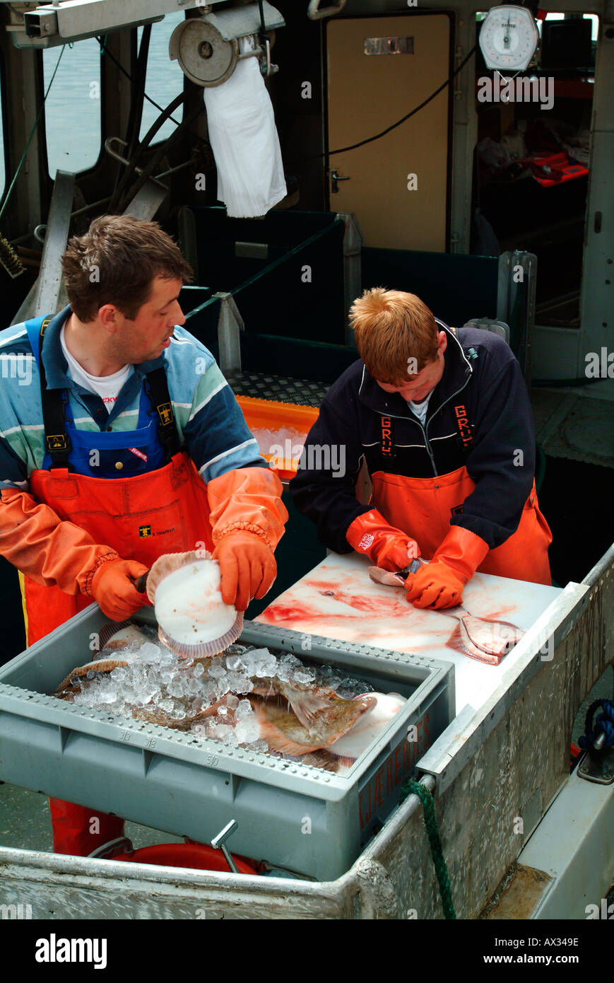 Berufsfischer Reinigung Flunder Svaneke Insel Bornholm Dänemark Ostsee Europa Stockfoto