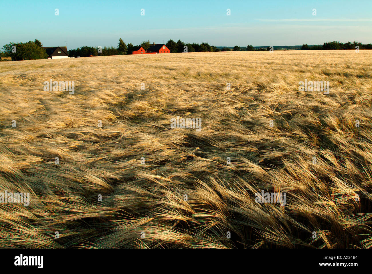 Goldener Weizen bereit für die Ernte, Dänemark Stockfoto