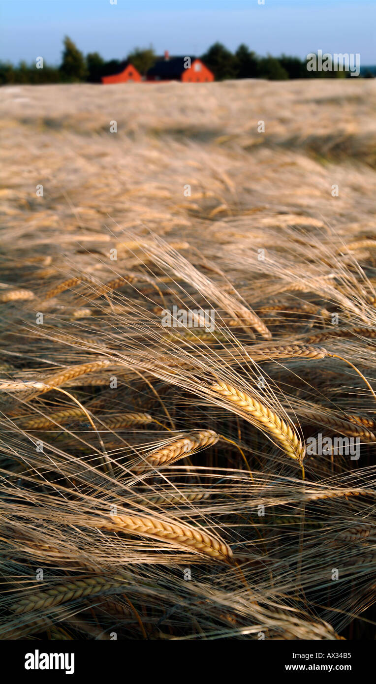 Goldener Weizen bereit für die Ernte, Dänemark Stockfoto