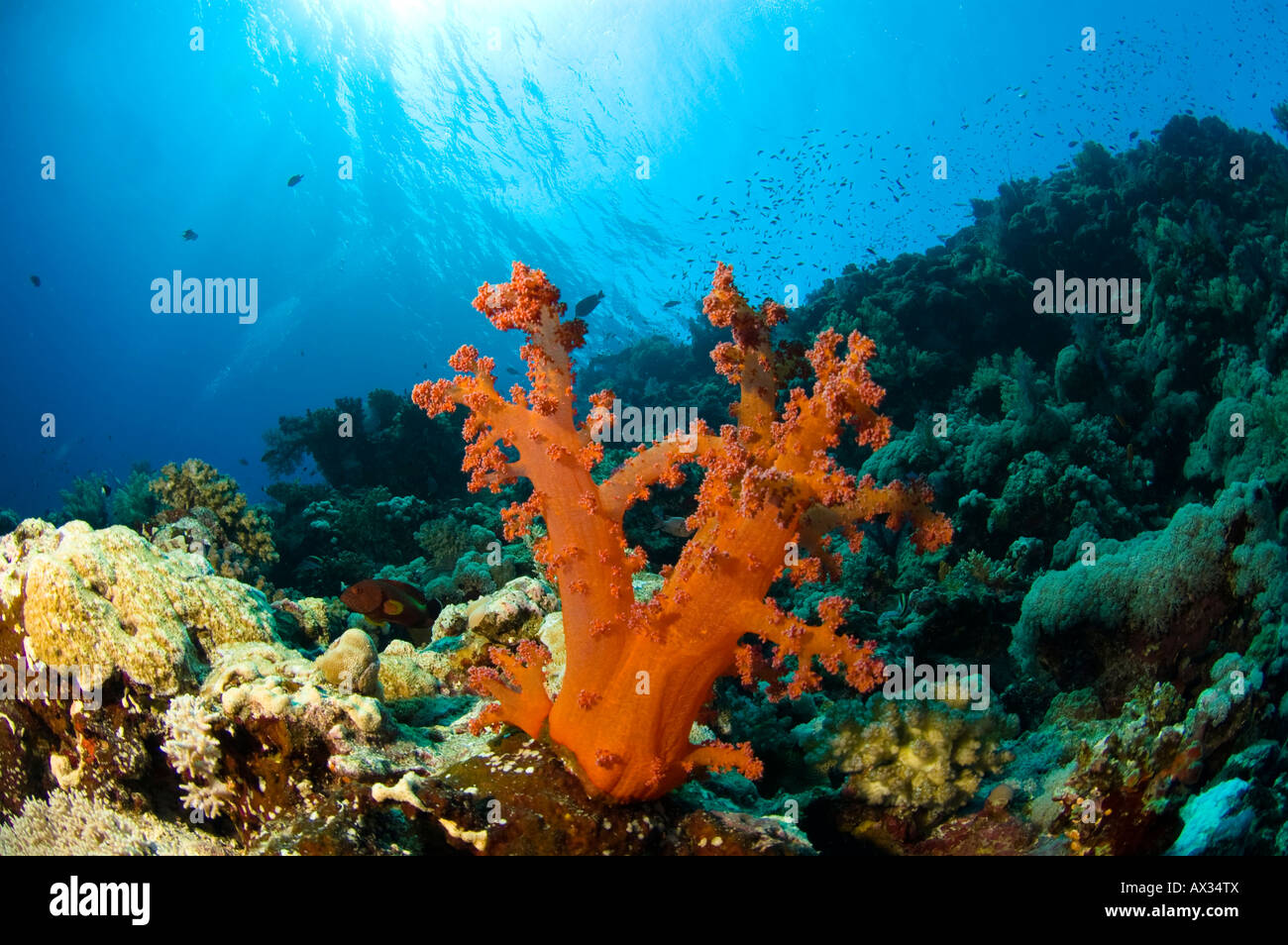 Orange Brokkoli Koralle Stockfoto