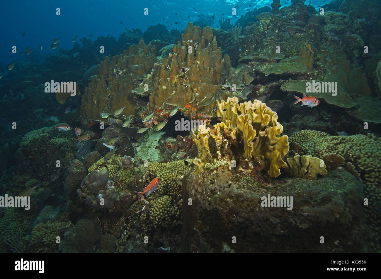 Unterwasser Korallen Seascape aus dem Pilz-Wald in Curacao, Niederländische Antillen. Stockfoto