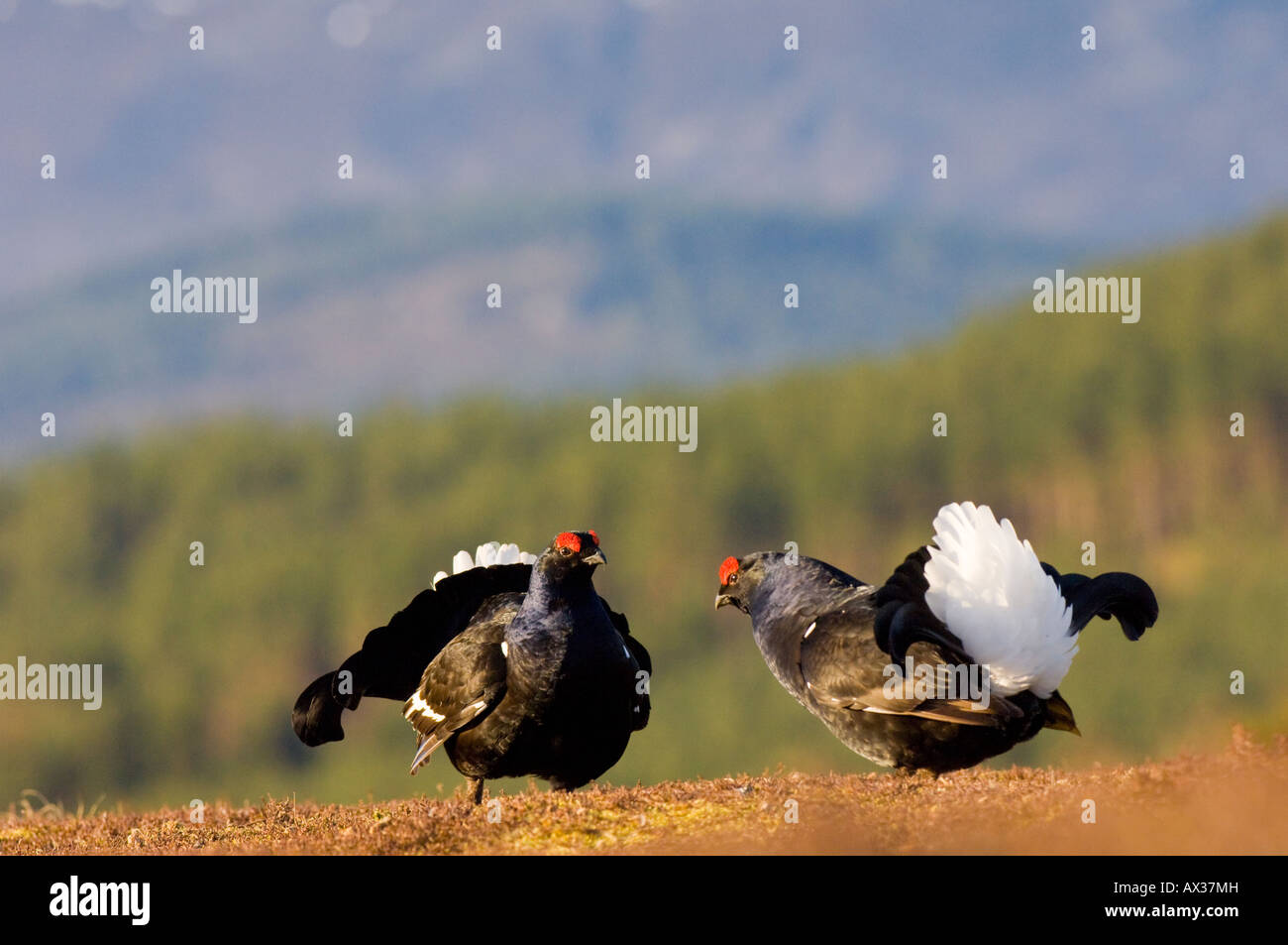 Zwei männliche Birk- oder Birkhahn, Anzeigen auf der Lek, in die Cairngorms, Schottland. Stockfoto