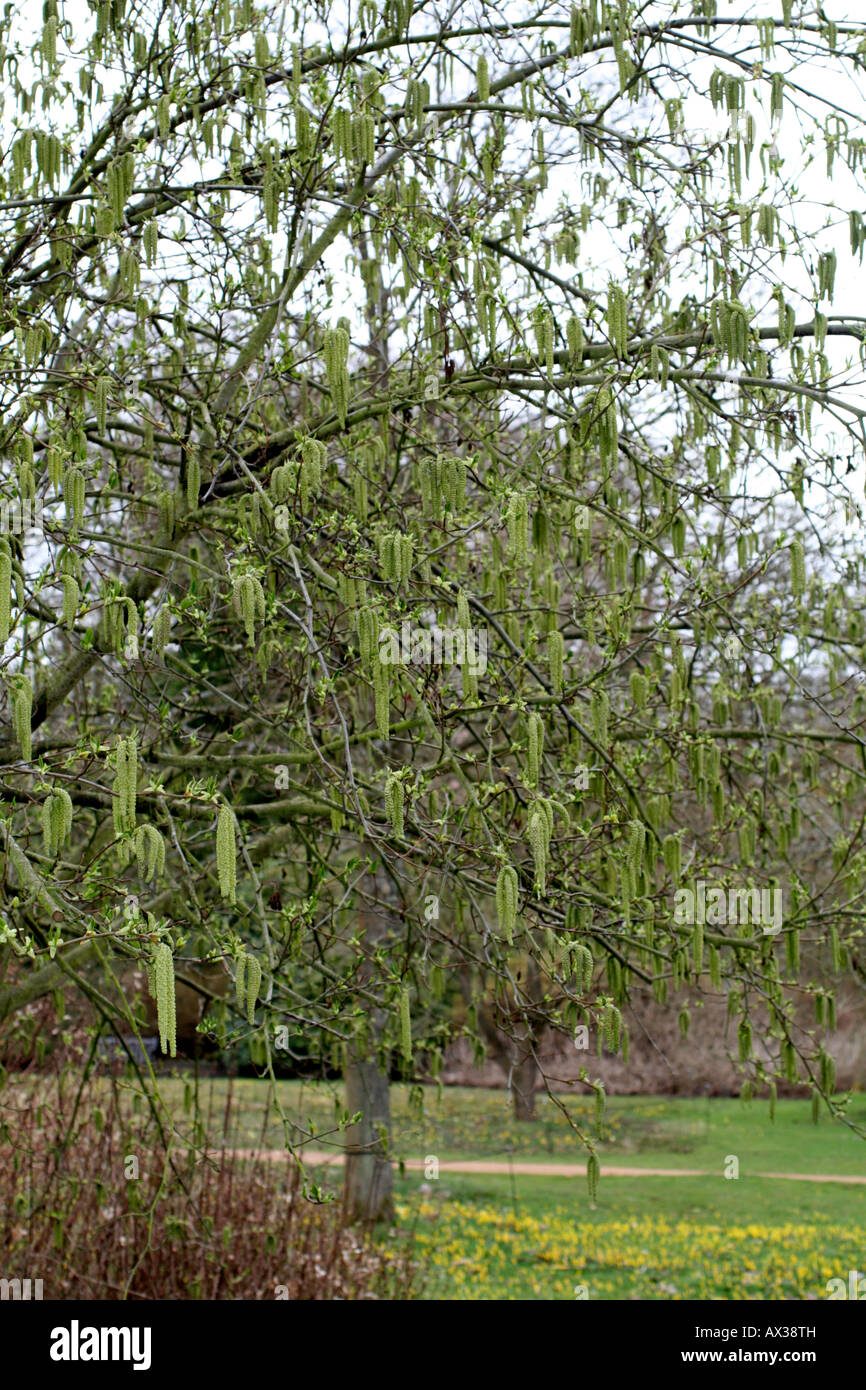 ALNUS MAXIMOWICZII Stockfoto