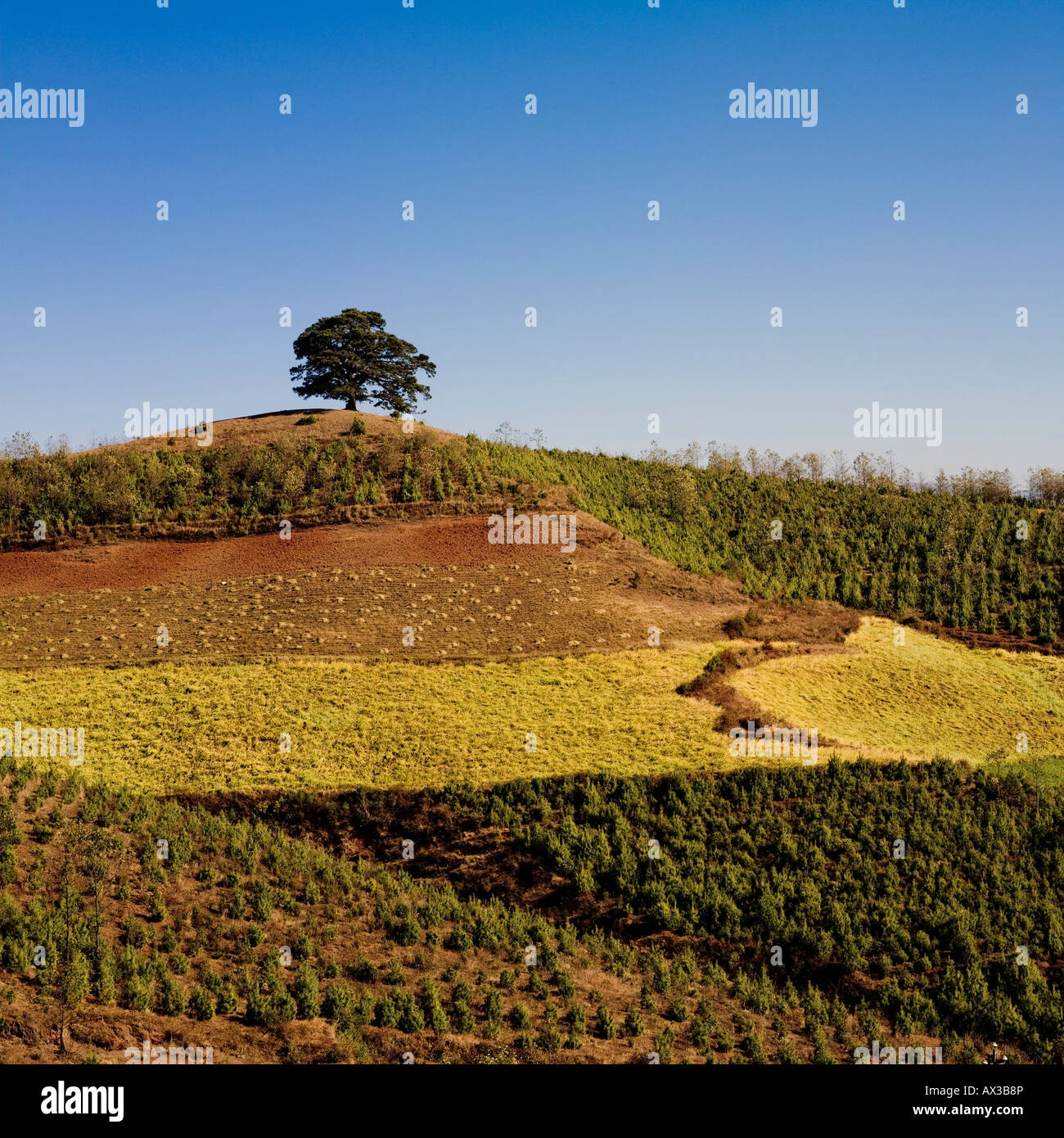Baum auf Hügel mit blauem Himmel, China Stockfoto