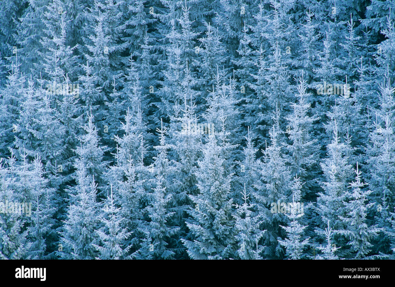 Gemeine Fichte Picea Abies mit Frost Oberaegeri Schweiz Stockfoto