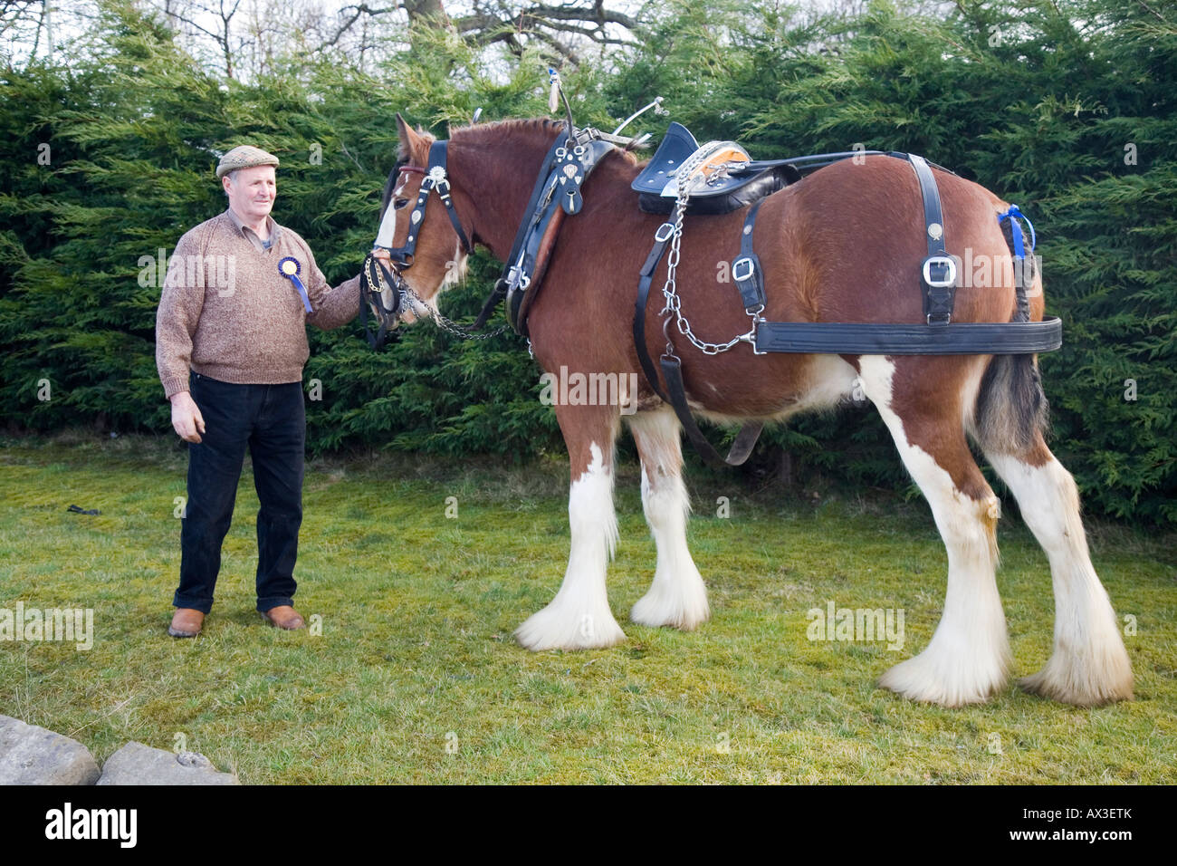 Clydesdale Shire Zugpferd mit weißen Blazen, dekorierten Harness, Zügel, Halsbänder und Scheuklappen, gehalten von Scottish Handler, Schottland, Großbritannien Stockfoto