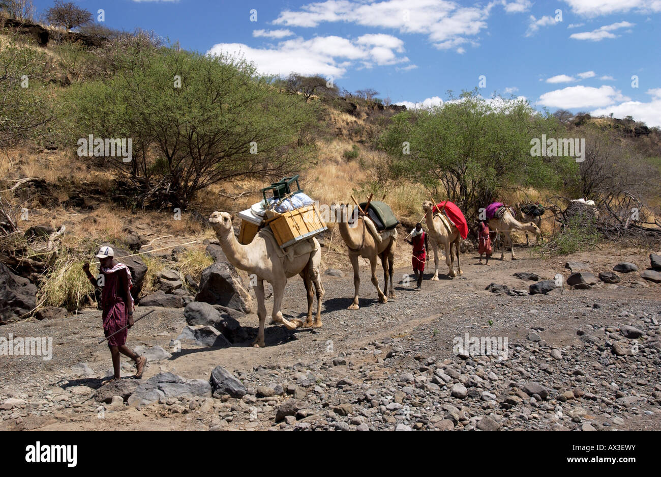 Kamel-safari Stockfoto