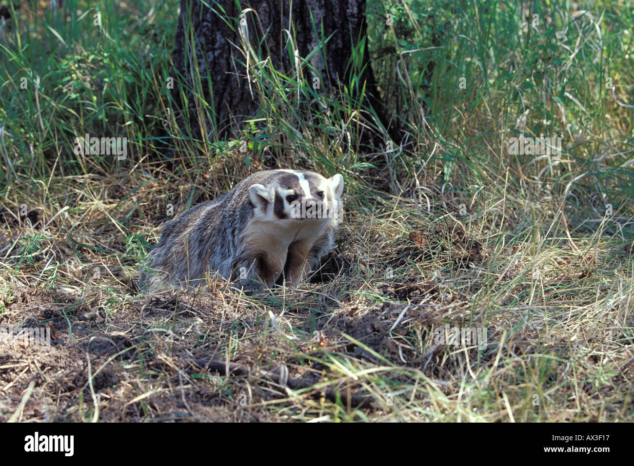 Amerikanischer Dachs Taxidea taxus Stockfoto