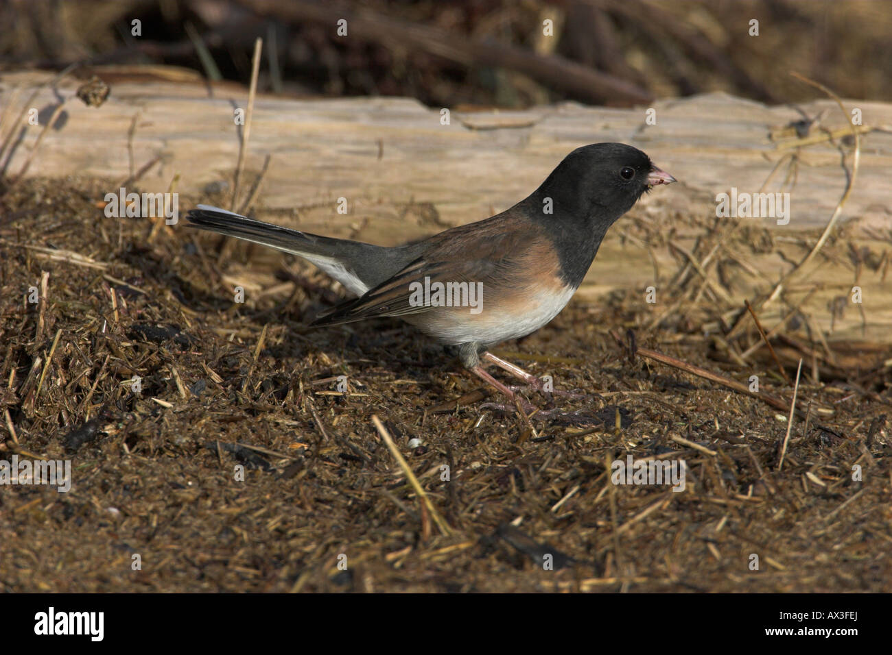 Dunkel-gemustertes Junco Junco Thurberi (Oregon) auf der Suche nach Nahrung auf Nanaimo River Mündung Vancouver Island BC Kanada Stockfoto