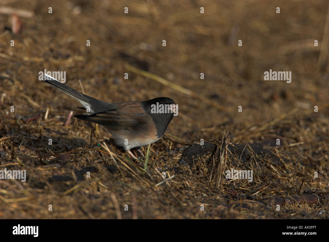 Dunkel-gemustertes Junco Junco Thurberi (Oregon) auf der Suche nach Nahrung auf Nanaimo River Mündung Vancouver Island BC Kanada Stockfoto