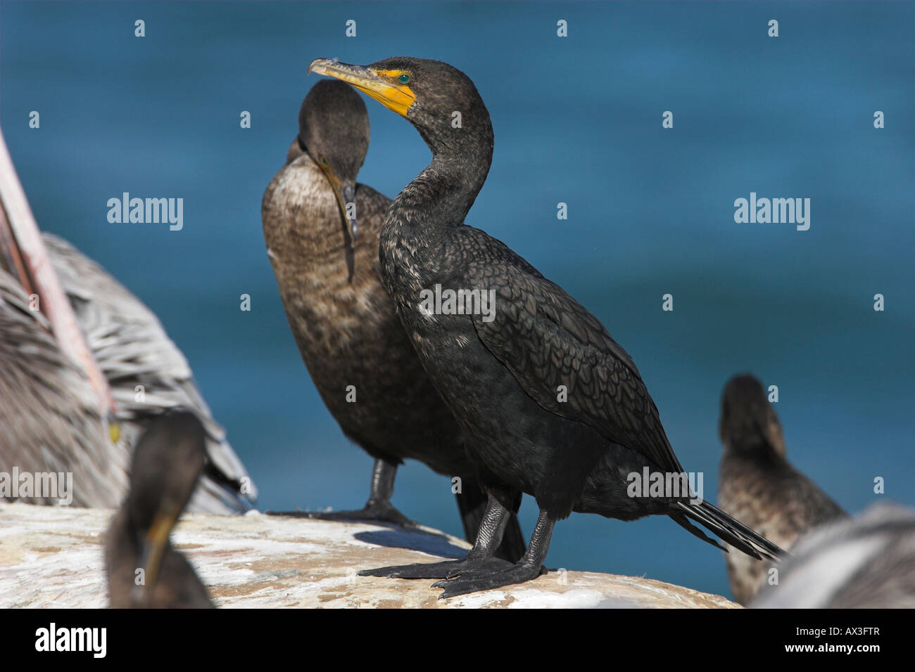 Doppel-crested Kormorane Phalacrocorax Auritus stehen auf Felsen neben California Stockfoto