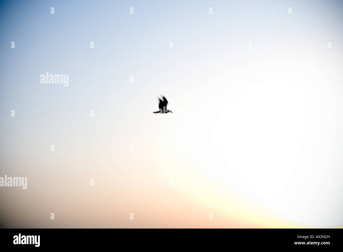 Vogel am Himmel über dem Ozean Stockfoto Vogel am Himmel über dem Ozean Stockfoto