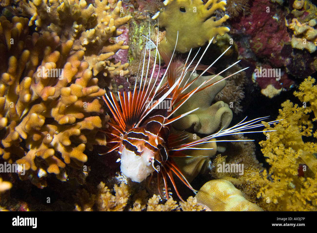 Brillante rote Rotfeuerfische Stockfoto