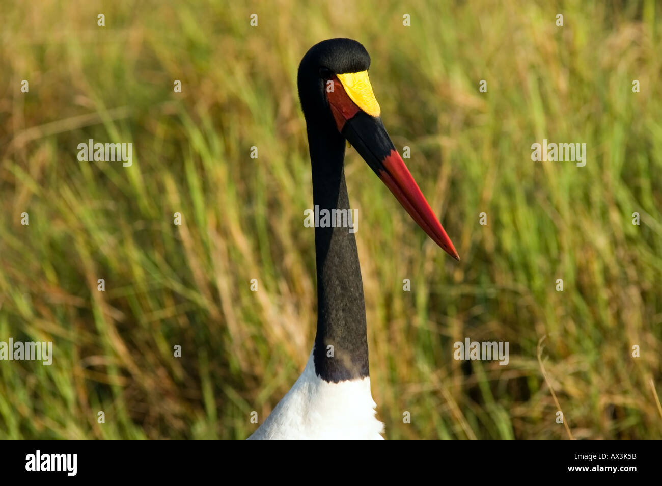 Der Sattel – abgerechnet Storch, Nahrung Senegalensis, ernährt sich von Tilapia in einem Strom über die Masai Mara, Kenia, Ostafrika. Stockfoto