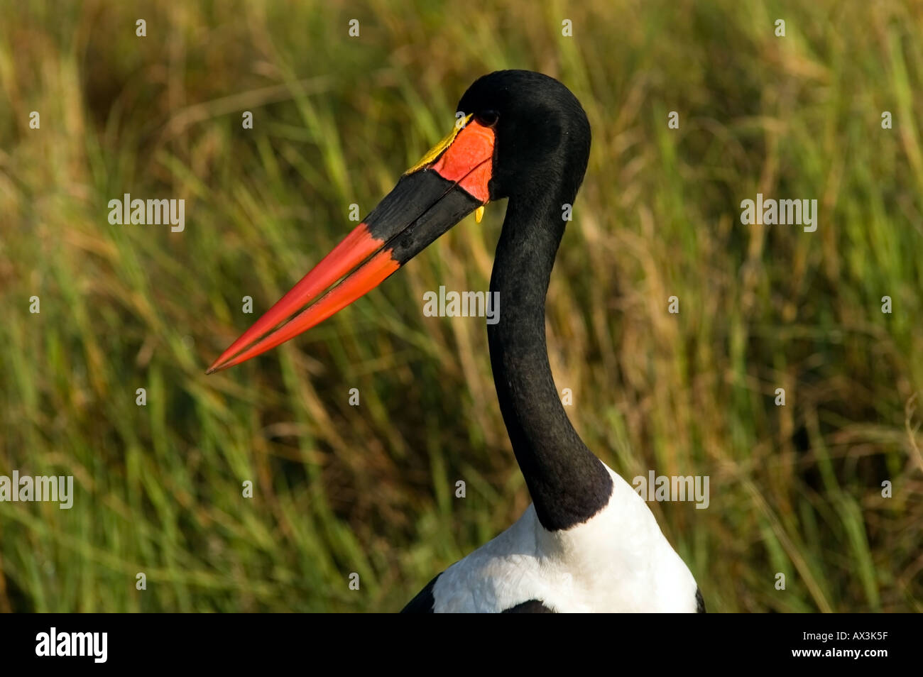 Der Sattel – abgerechnet Storch, Nahrung Senegalensis, ernährt sich von Tilapia in einem Strom über die Masai Mara, Kenia, Ostafrika. Stockfoto