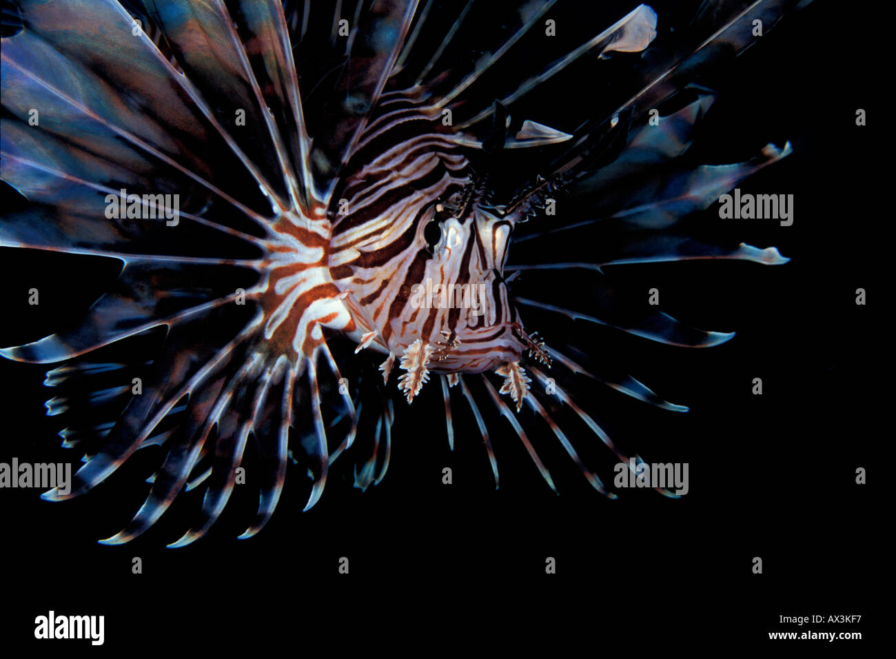 Nahaufnahme von der gemeinsamen Rotfeuerfische Pterios Volitans in Dauin Beach Dumaguette Philippinen Stockfoto