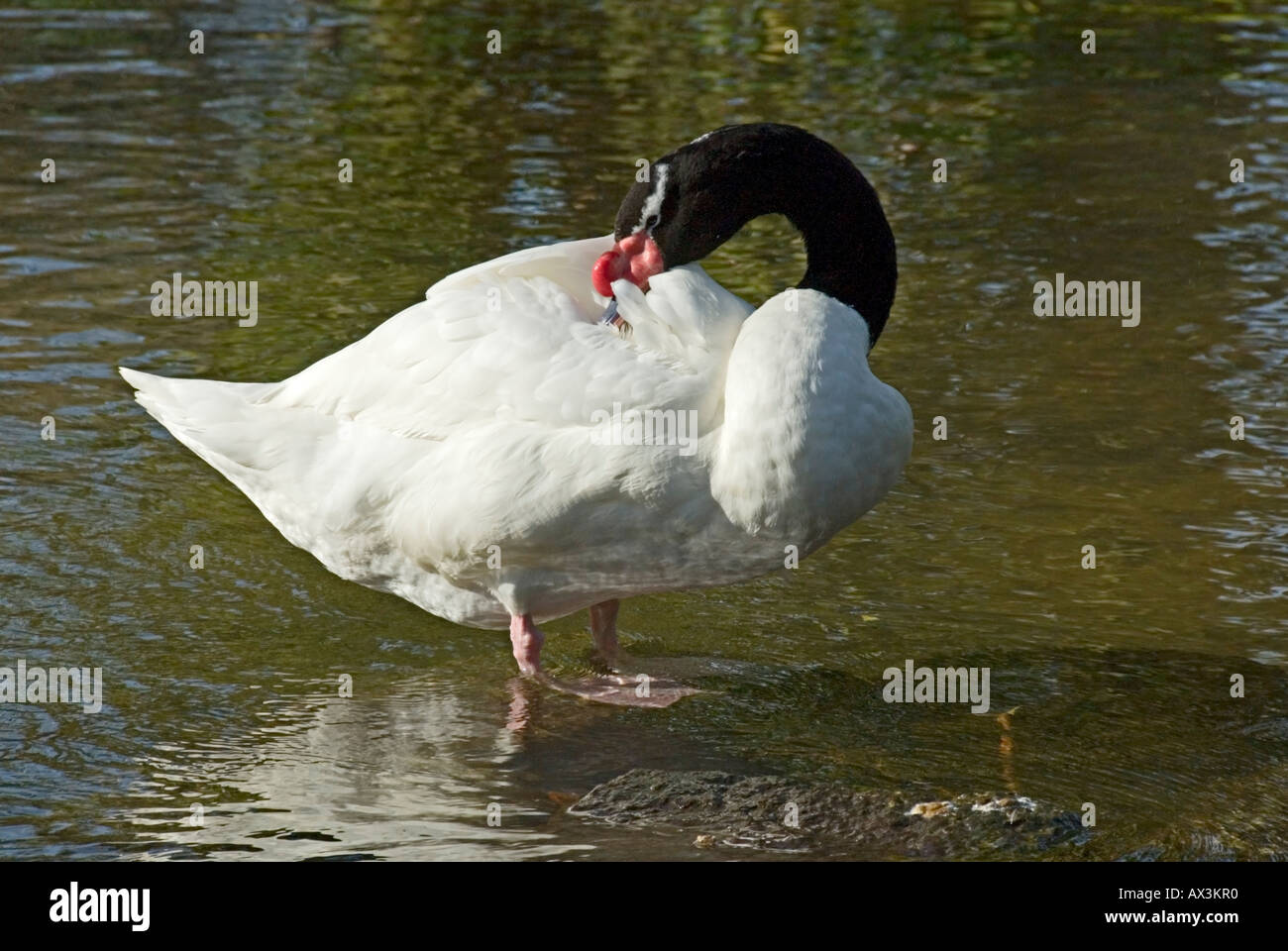 Ein schwarzer necked Schwan Stockfoto