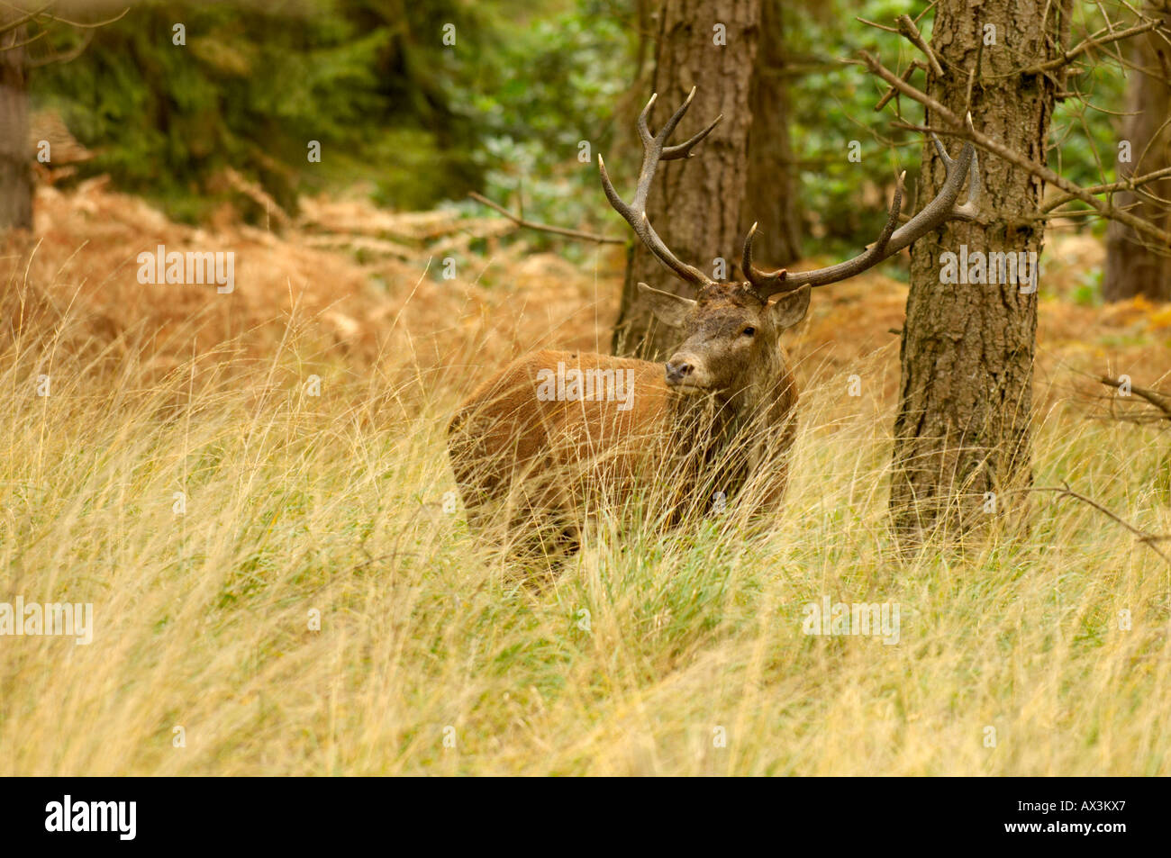 Wild Hirsch in der New Forest-Hampshire UK Stockfoto