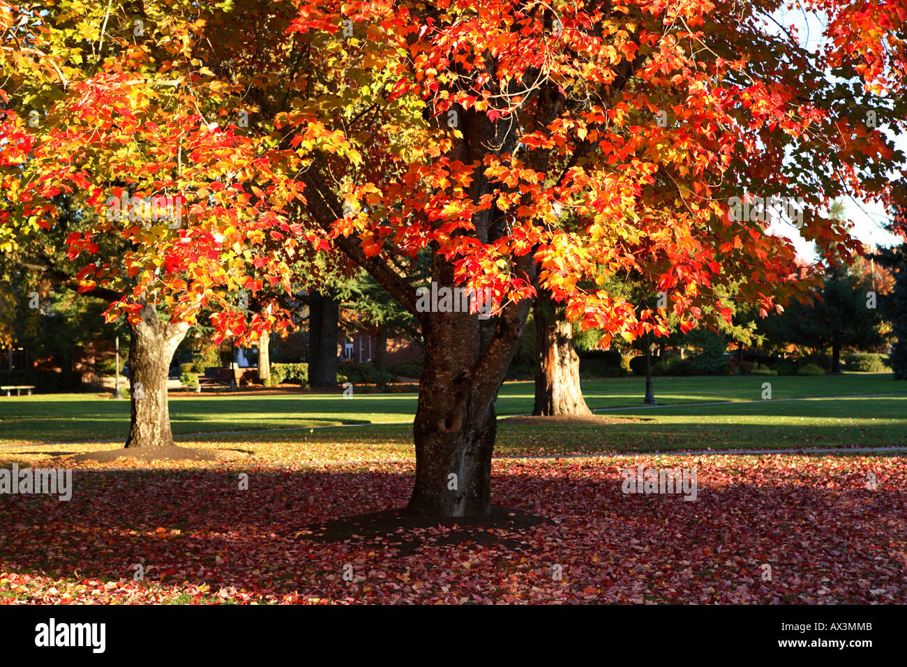 Bäume in Herbstfarben Stockfoto