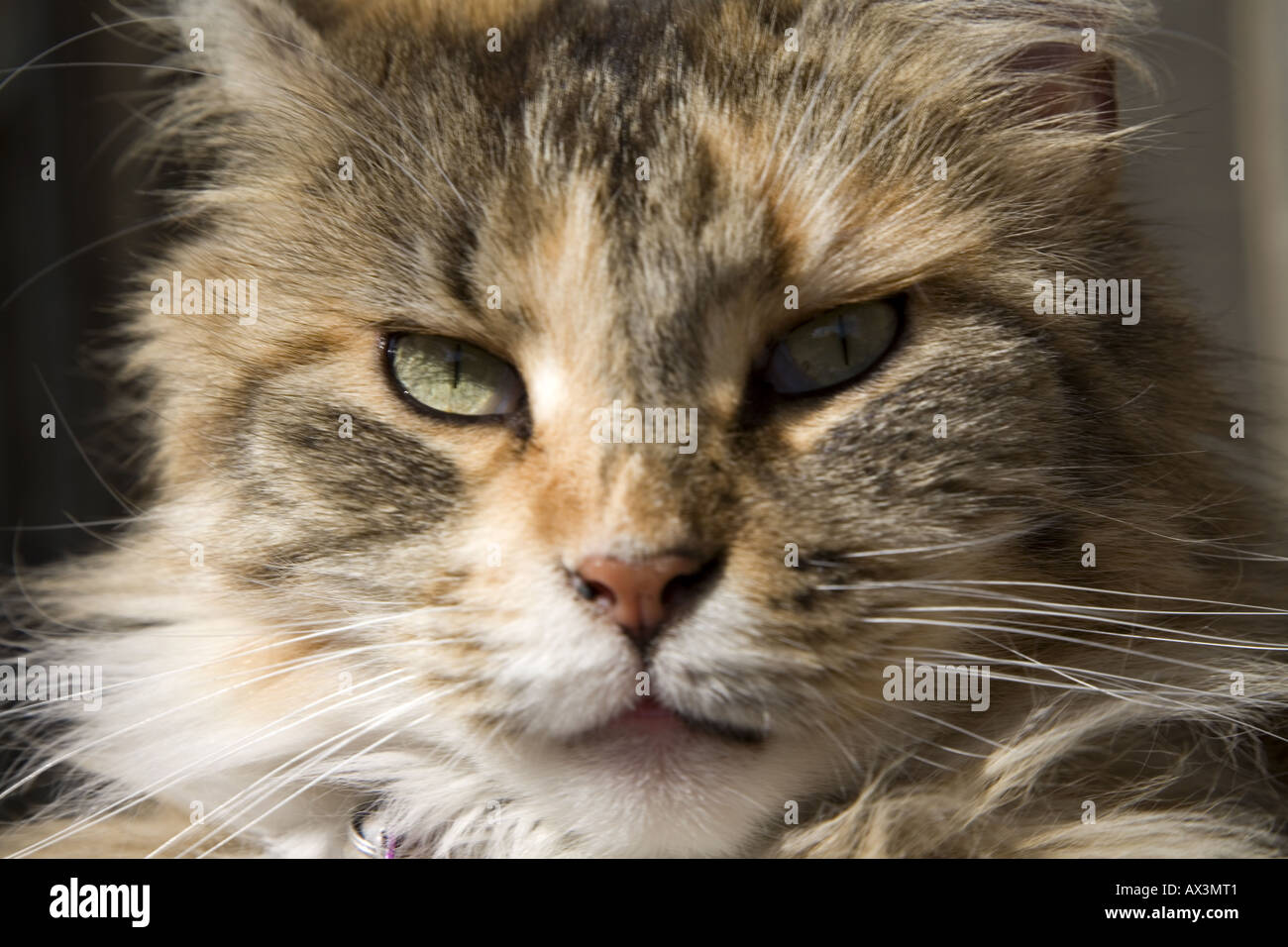 Porträt einer Stammbaum-Maine Coon-Katze Stockfoto
