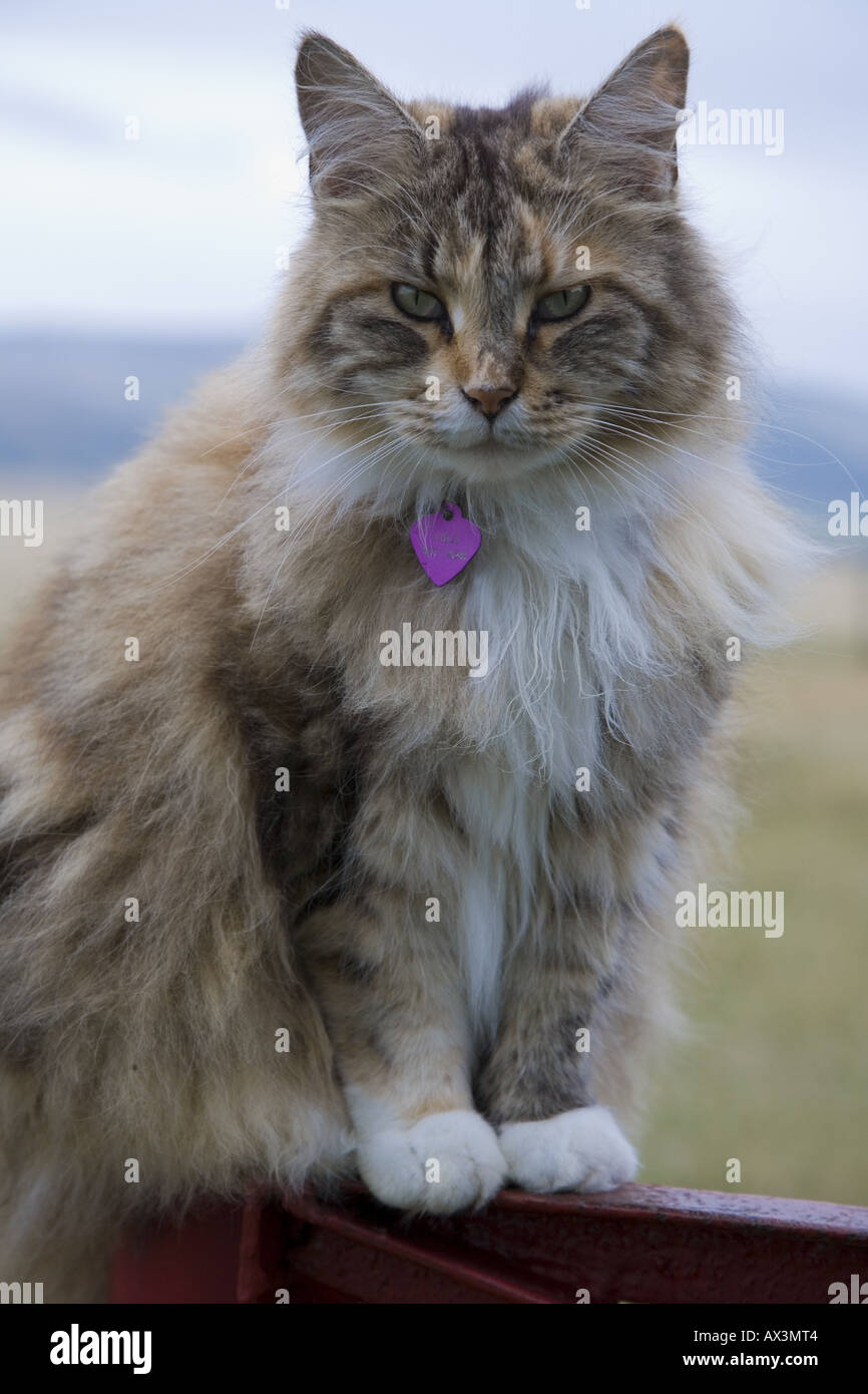 Desinteressierten Blick auf dem Gesicht eine Maine Coon Katze Stockfoto