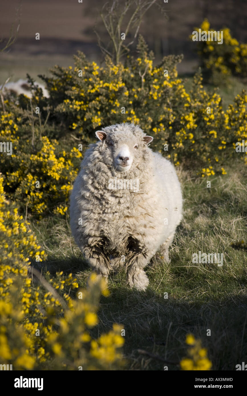 wollige weiße Schafe inmitten der gelbe Ginster Stockfoto
