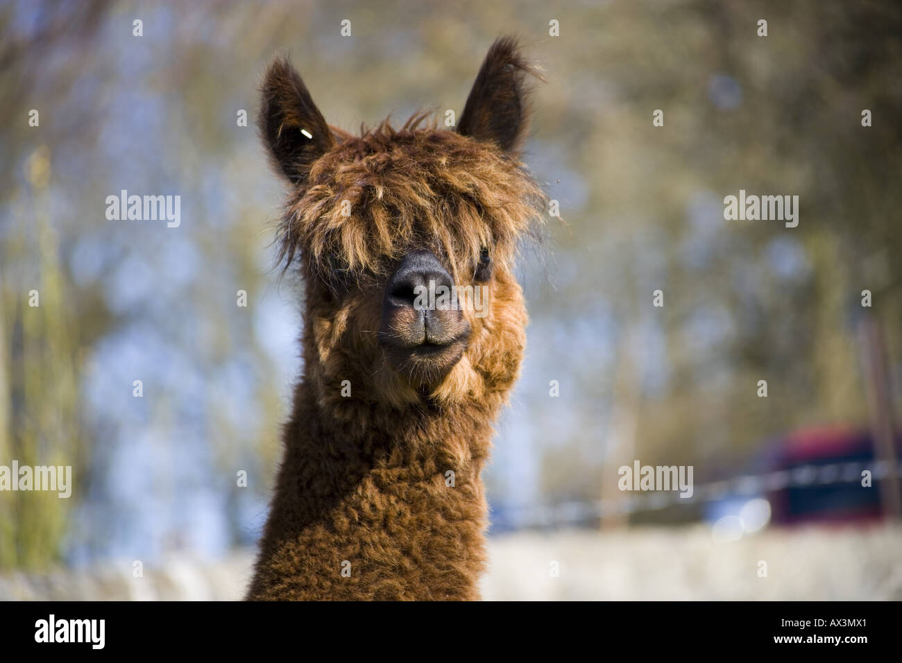 Leiter der ein Alpaka mit einem großen Rand über seine Augen, Porträt Stockfoto