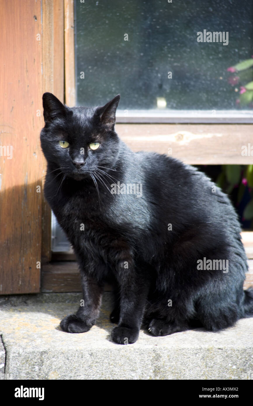 Schwarze Katze, die sitzt auf einem Fensterbrett Stockfoto