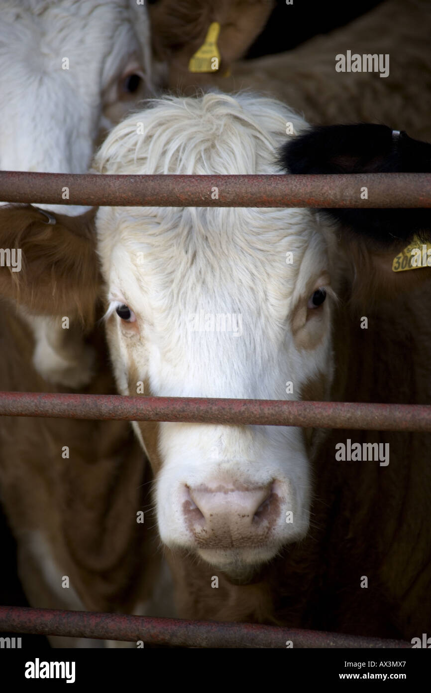 Kuh durch Metallgatter Bars suchen Stockfoto