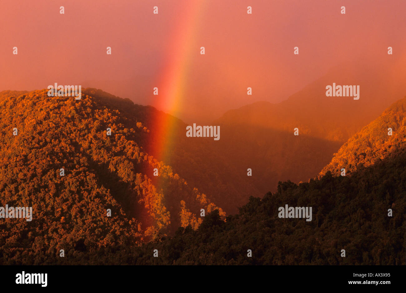 Ein Regenbogen bei Sonnenuntergang über den Regenwald in der Nähe von Franz Josef im Westland Tai Poutini National Park, Neuseeland Stockfoto