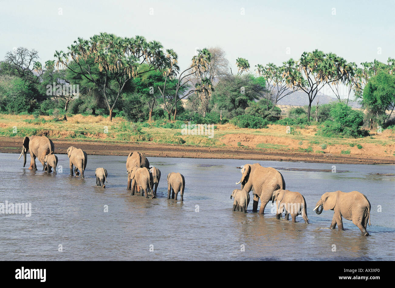 Elefanten, die Überquerung des Uaso Nyiro-Flusses Samburu National Reserve Kenya Stockfoto