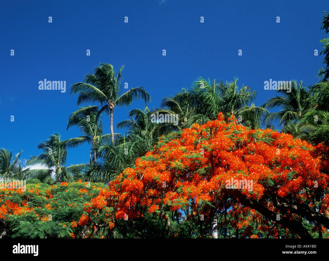 Royal Poinciana Bäume blühen auf Maui Hawaii Stockfoto