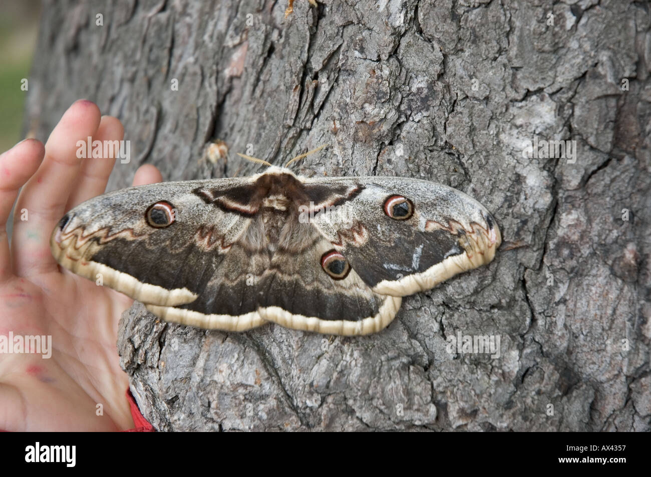 Große Kaiser-Motte Saturnia Pyri größten europäischen Schmetterling Stockfoto