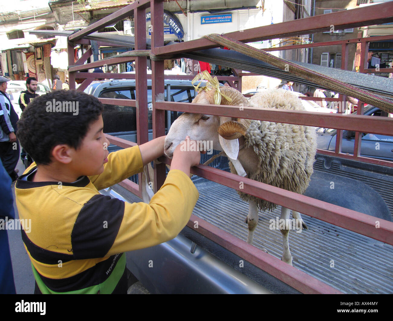 Kind spielt mit einem Schaf auf einem Anhänger gesperrt in Traffic Jam, Algier Straße, Algerien Stockfoto