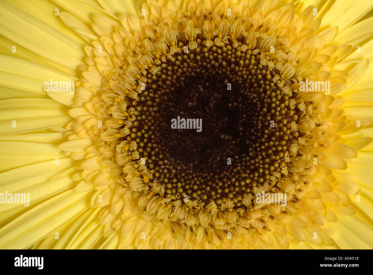 Gerber Daisy gelb Stockfoto