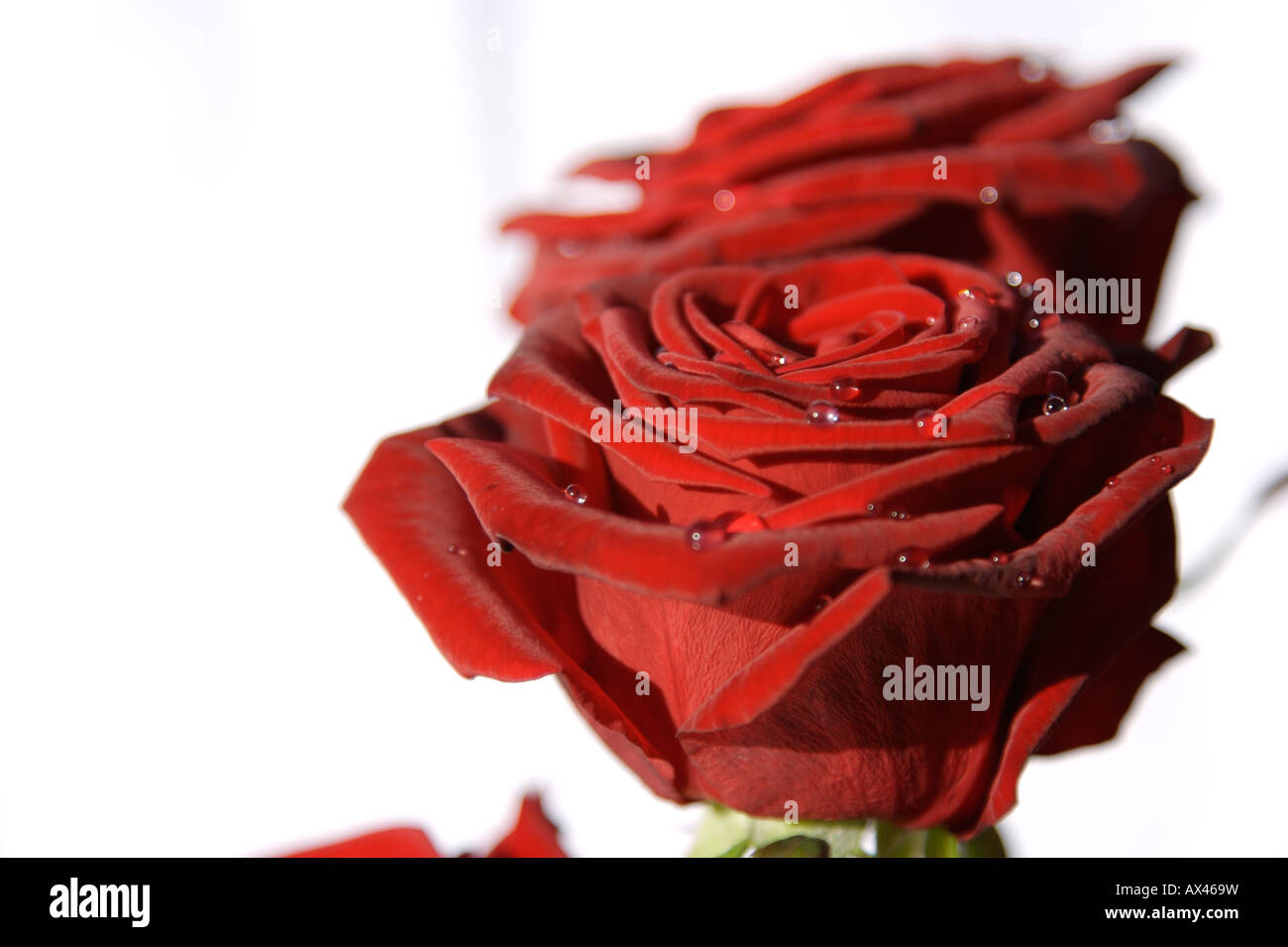 Regentropfen auf Valentine rote Rosen Stockfoto