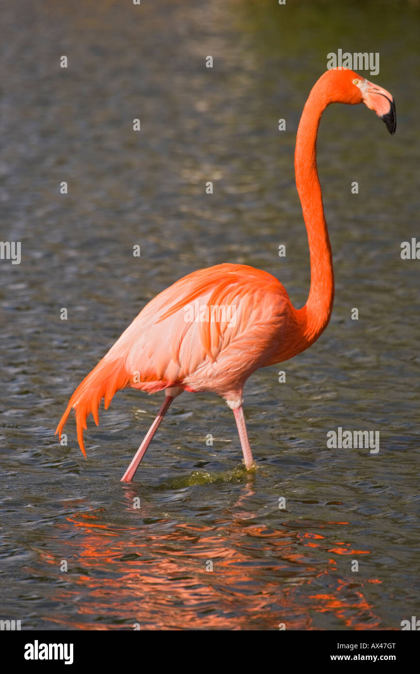 Flamingo zu Fuß Wasser, Bedfordshire, England, UK Stockfoto