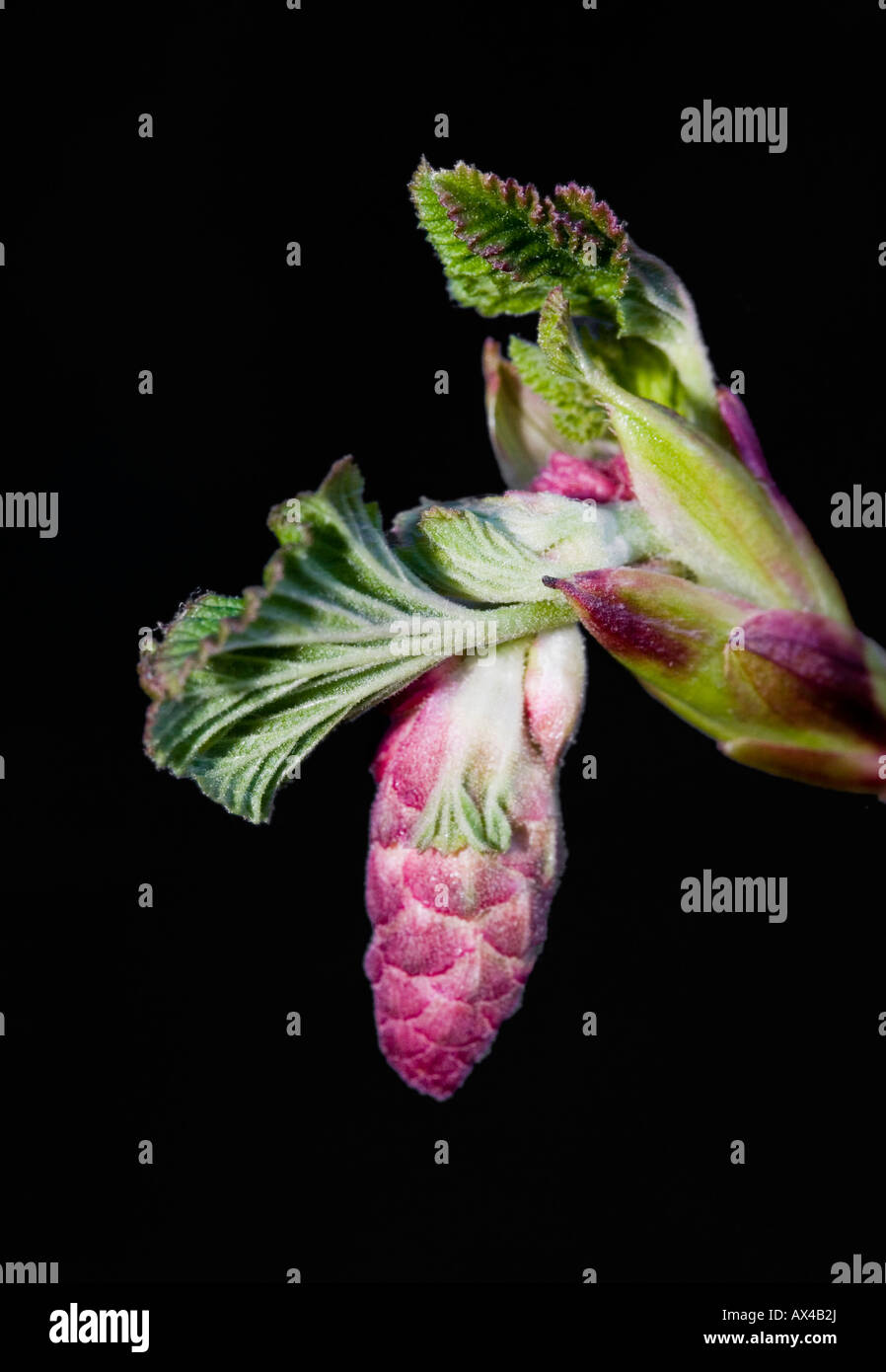 Blühende Johannisbeere lateinischer Name: Ribes Sanguinium Stockfoto