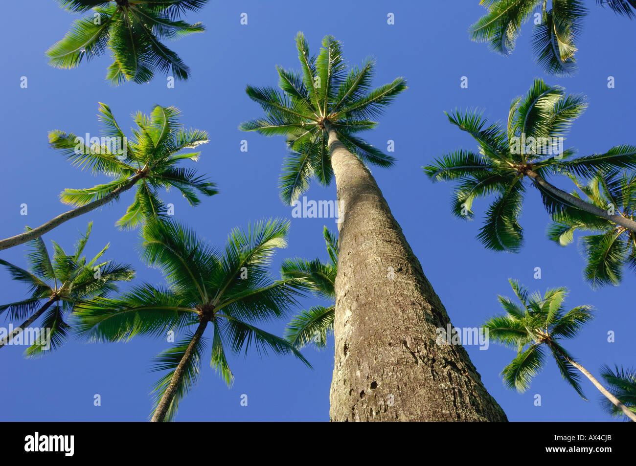 Palmen Sie, Strand Kahana, Oahu, Hawaii, USA Stockfoto