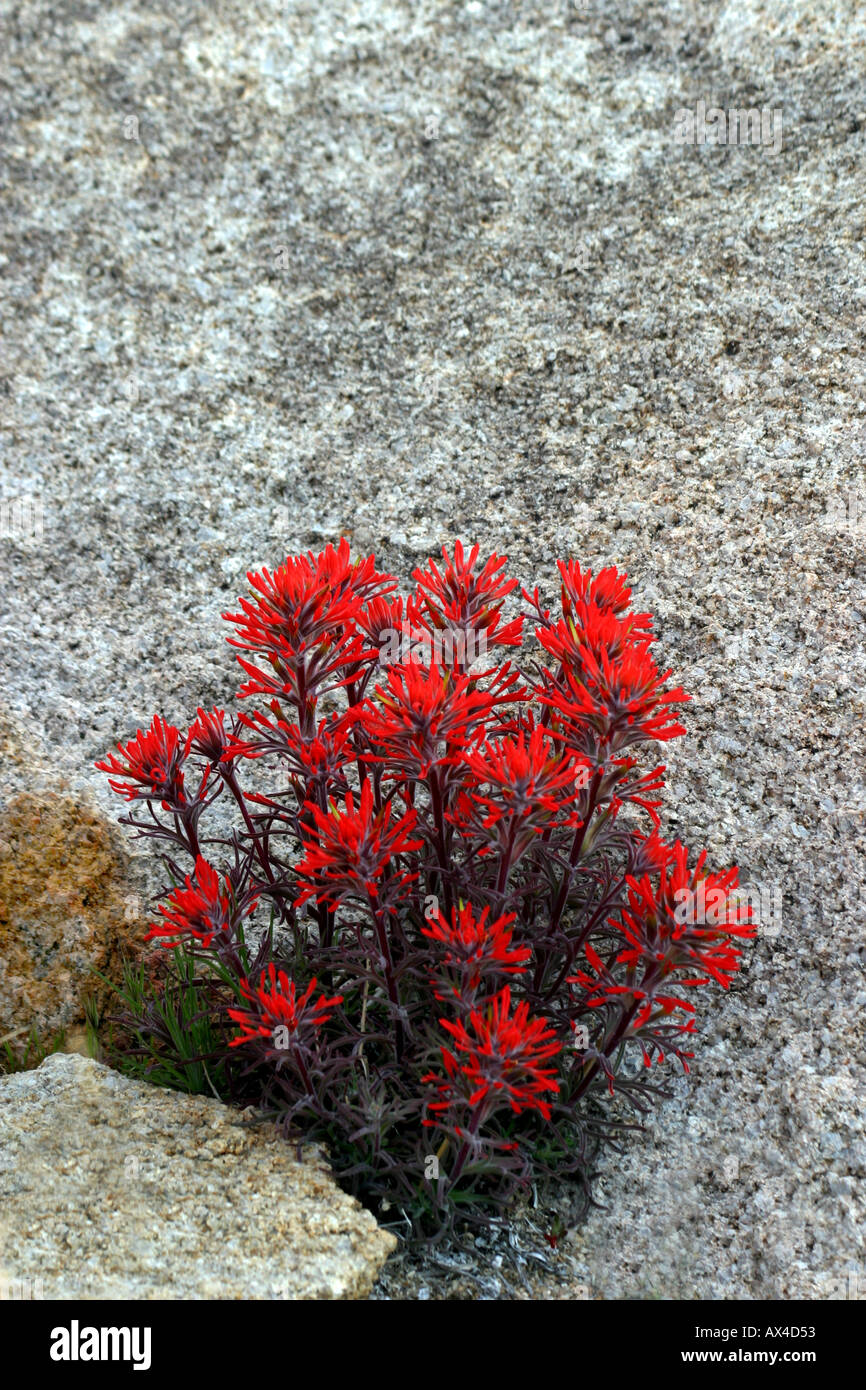 Indian Paintbrush wächst unter den Granitfelsen in die Alabama Hills in der Nähe von Lone Pine California Stockfoto