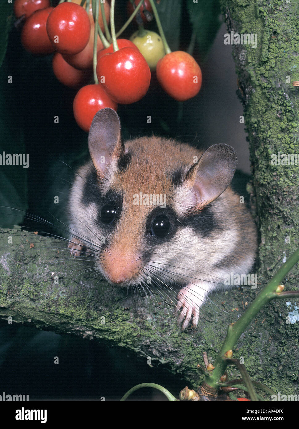 SÄUGETIER-SIEBENSCHLÄFER Stockfoto