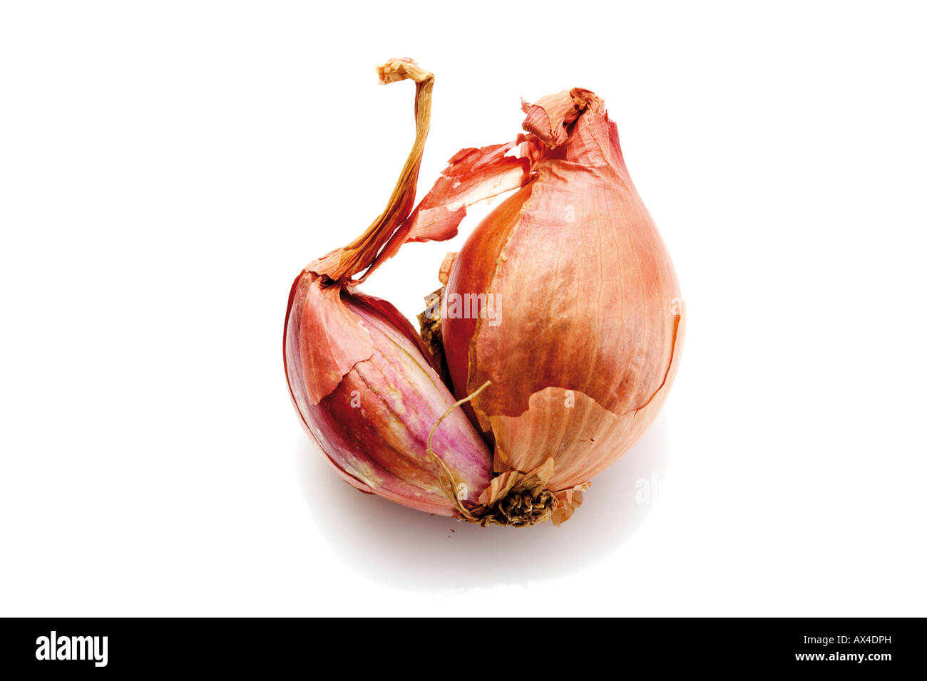 Schalotten, close-up, erhöht, Ansicht Stockfoto