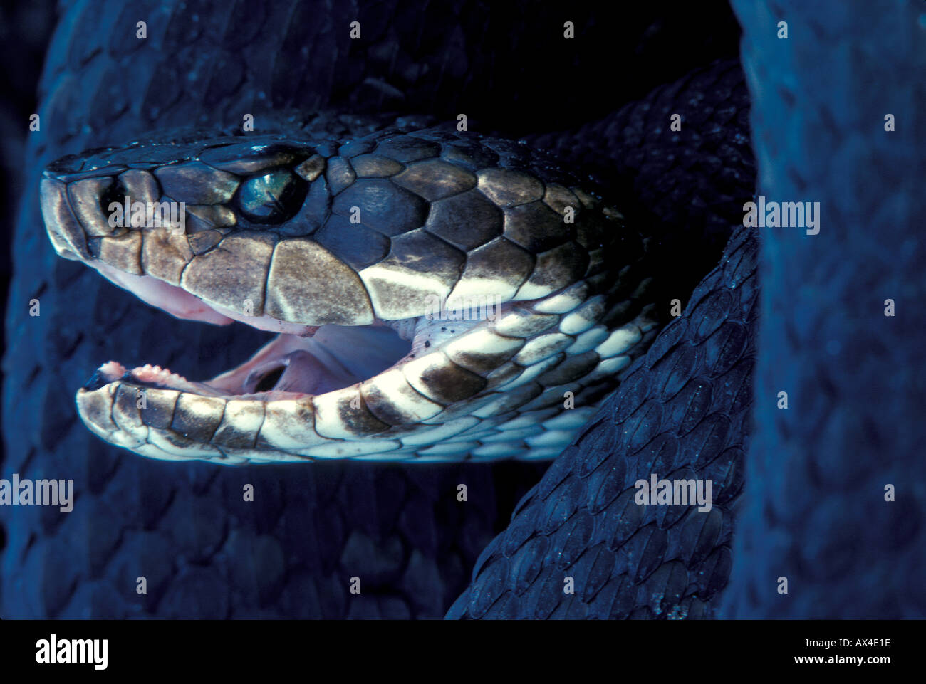 Reptil Schlange östlichen Baumwolle Mund Stockfoto