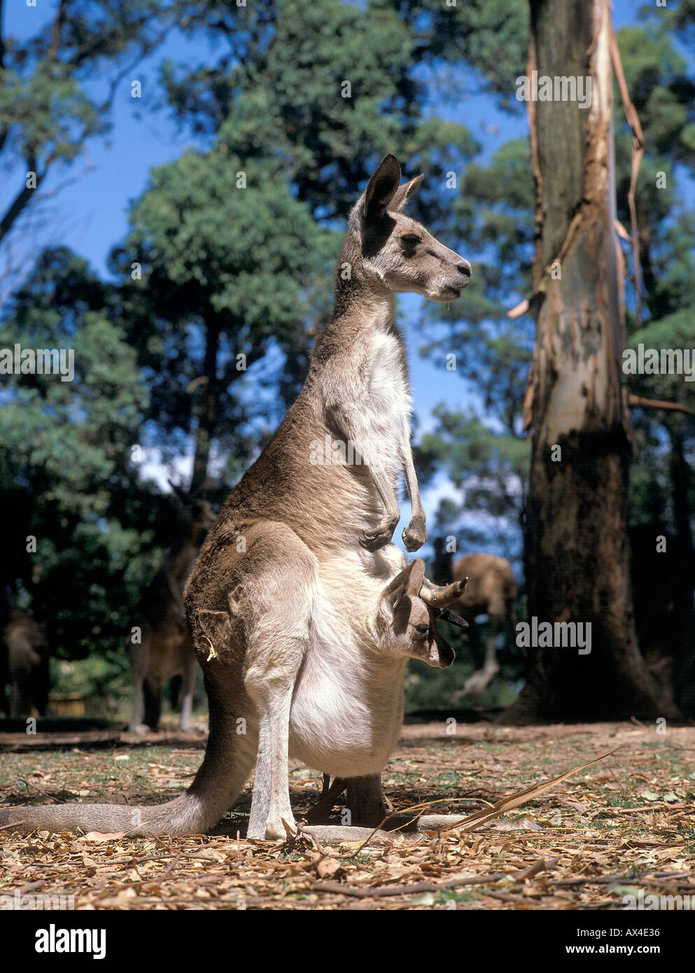 SÄUGETIER-KÄNGURU Stockfoto