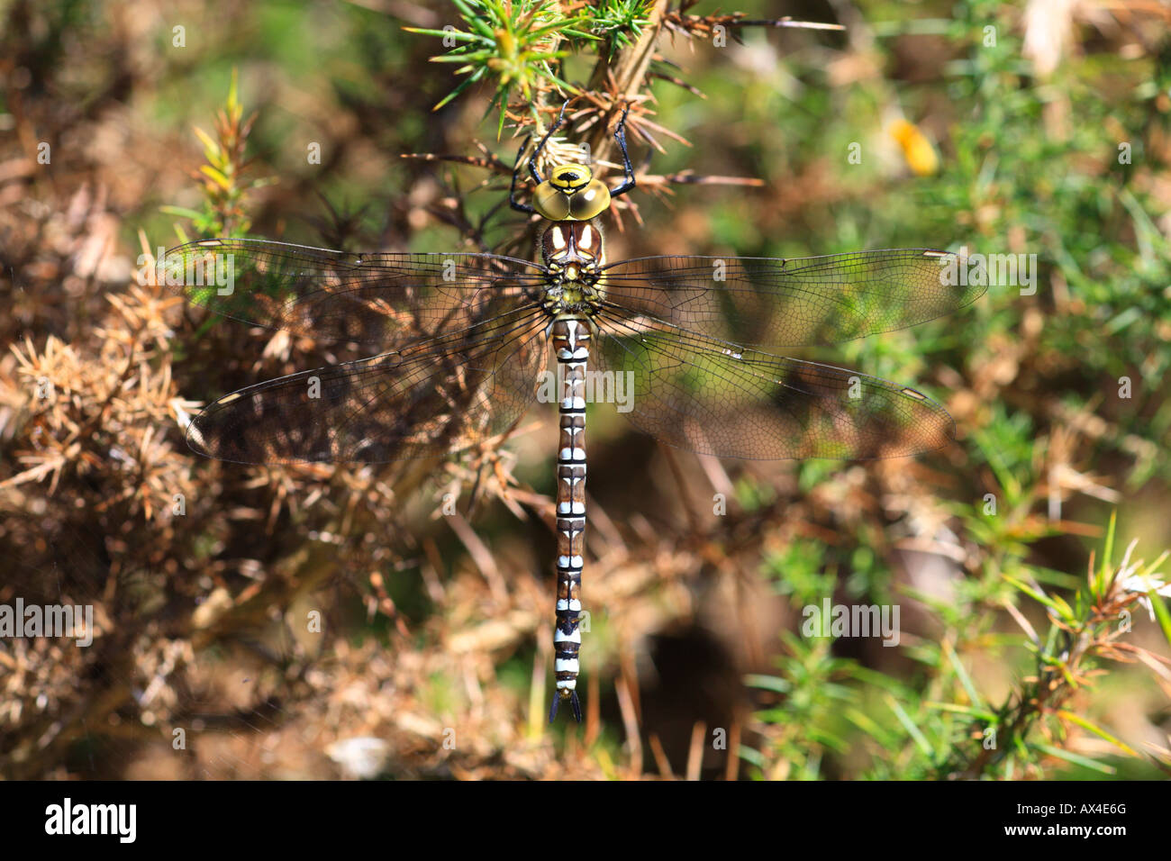Ruhenden weiblichen südlichen Hawker Libelle (Aeshna Cyanea). Powys, Wales, UK. Stockfoto