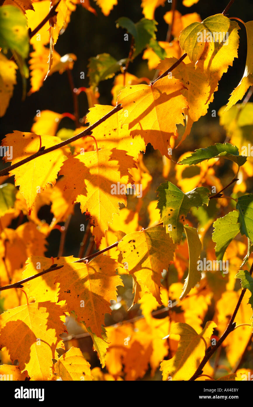 Blätter der Moorbirke (Betula Pubescens) im Herbst. Powys, Wales. Stockfoto
