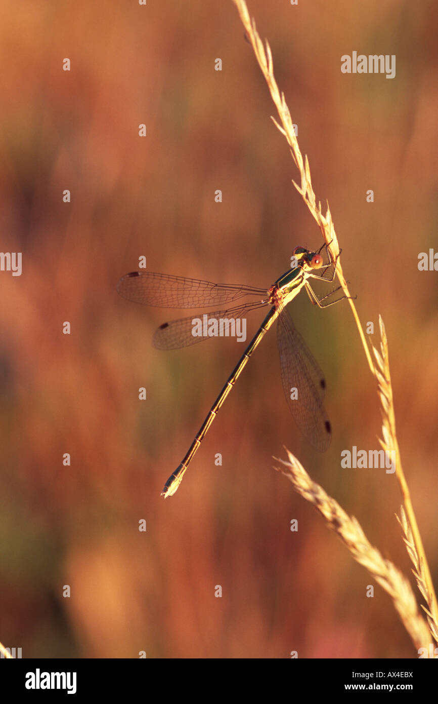 Kleine Emerald Damselfly (Lestes Virens) sonnen sich in der Morgensonne. Auf dem Causse de Gramat, viel Region, Frankreich. Stockfoto